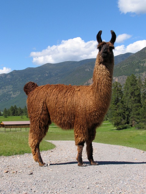 Large male Alpaca standing on dirt road in Montana